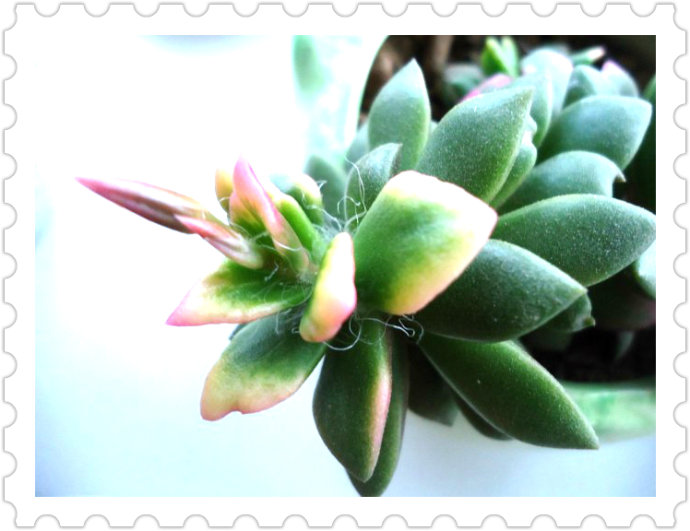 吹雪之松錦的養護？吹雪之松錦的養殖方法？【圖】