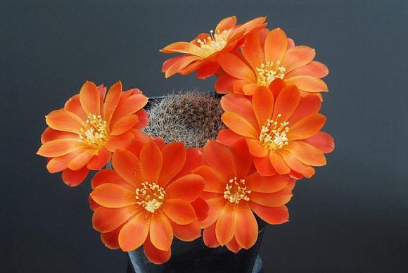 仙人球子孫球怎么養(yǎng)？子孫球的養(yǎng)殖方法？【圖】