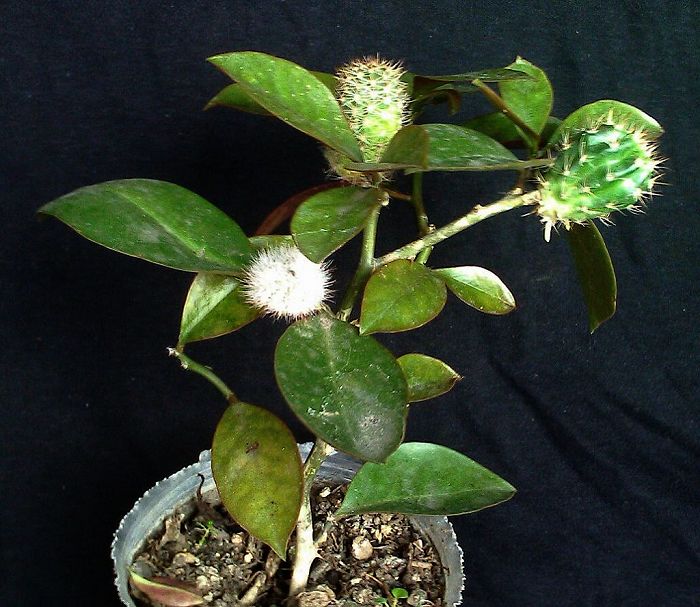 葉仙人掌的養殖方法？葉仙人掌嫁接蟹爪蘭？【圖】