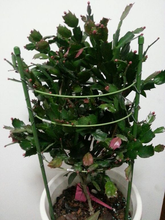 葉仙人掌的養殖方法？葉仙人掌嫁接蟹爪蘭？【圖】