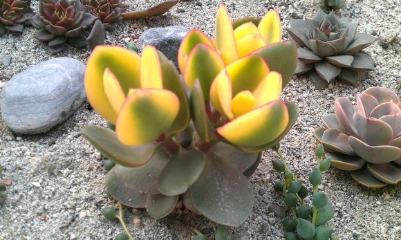 黃金花月的養殖方法？黃金花月有毒嗎?？【圖】