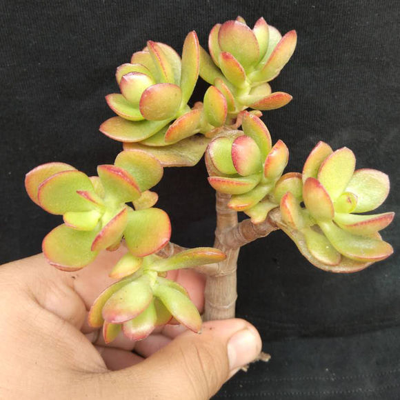 黃金花月的養殖方法？黃金花月有毒嗎?？【圖】