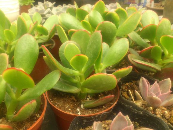 黃金花月的養殖方法？黃金花月有毒嗎?？【圖】