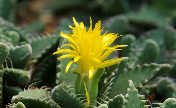 四海波怎么養？四海波和怒濤的區別？【圖】