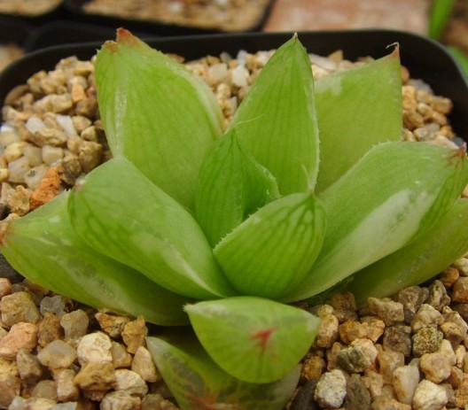 凝脂菊怎么養？凝脂菊的養殖方法和注意事項？【圖】