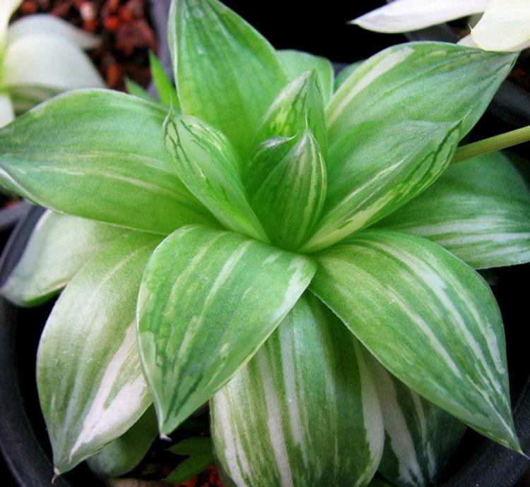 凝脂菊怎么養？凝脂菊的養殖方法和注意事項？【圖】