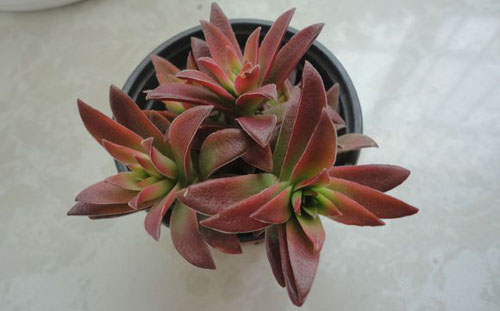 赤鬼城怎么養？赤鬼城和火祭的區別？【圖】