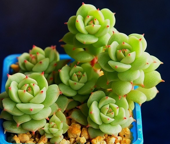 靜夜多肉怎么養(yǎng)？靜夜多肉怎樣養(yǎng)出老樁？【圖】