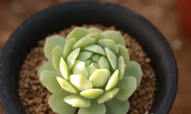 靜夜多肉怎么養(yǎng)？靜夜多肉怎樣養(yǎng)出老樁？【圖】