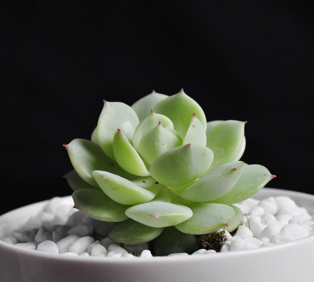 靜夜多肉怎么養(yǎng)？靜夜多肉怎樣養(yǎng)出老樁？【圖】