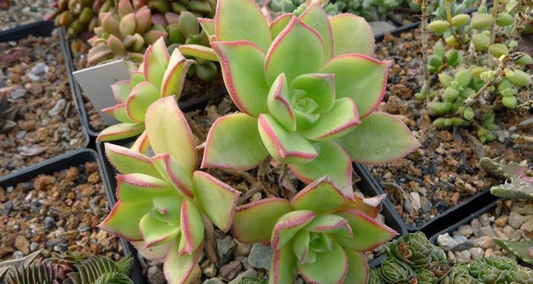 紅緣蓮花掌怎么養？多肉植物艷日輝和紅緣蓮花掌的區別 ？【圖】