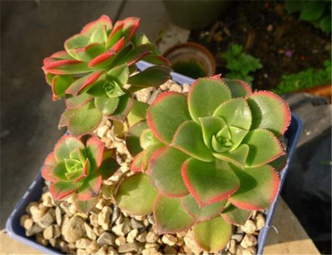 紅緣蓮花掌怎么養？多肉植物艷日輝和紅緣蓮花掌的區別 ？【圖】
