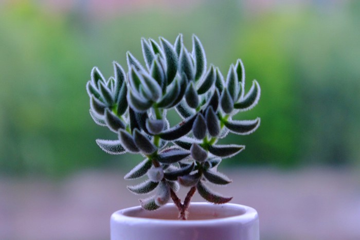 絨針多肉怎么養？絨針多肉養多久會爆盆？【圖】