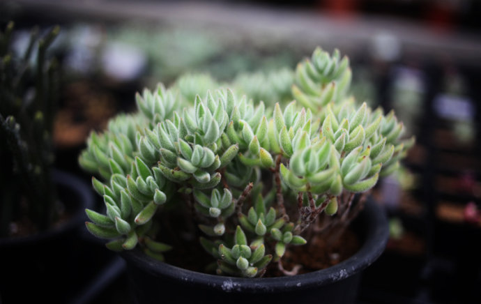 絨針多肉怎么養？絨針多肉養多久會爆盆？【圖】