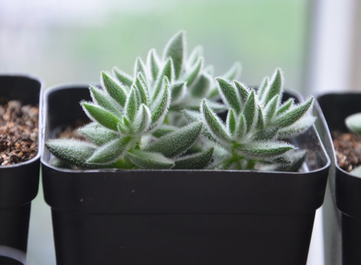絨針多肉怎么養？絨針多肉養多久會爆盆？【圖】