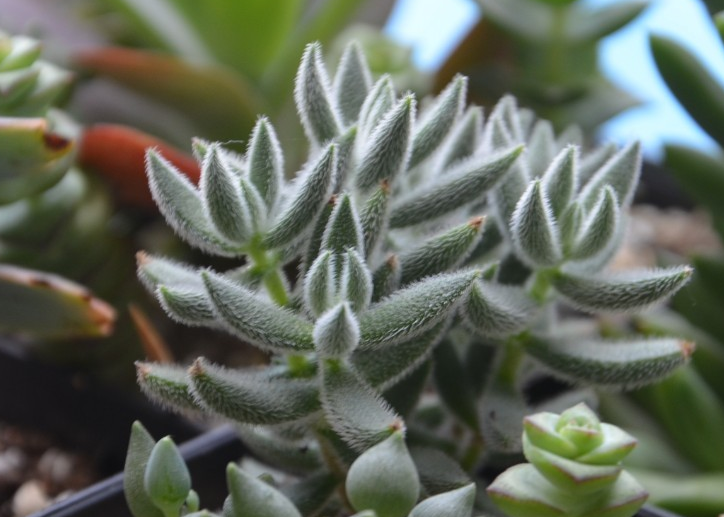 絨針多肉怎么養？絨針多肉養多久會爆盆？【圖】