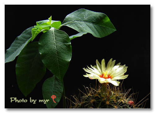 月宮殿怎么養？月宮殿介紹?月宮殿圖片？【圖】