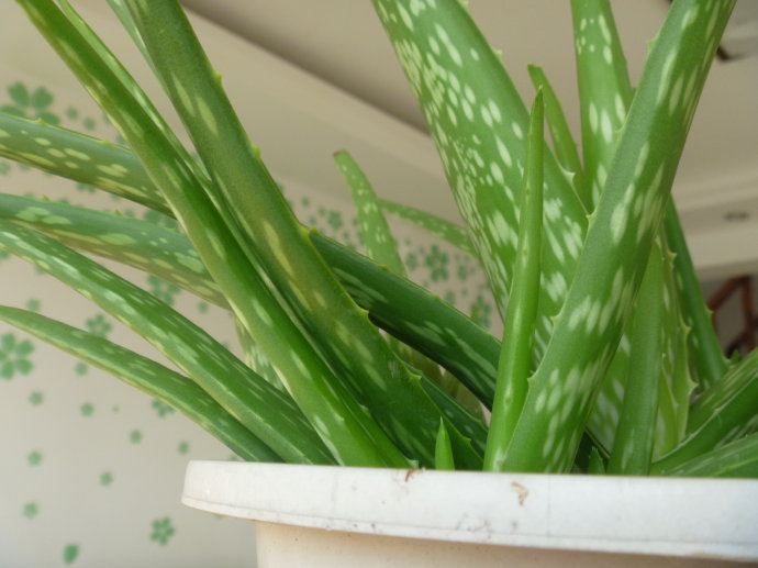 中國蘆薈的養殖方法？中華蘆薈與庫拉索蘆薈的區別？【圖】