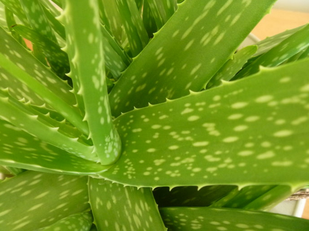 中國蘆薈的養殖方法？中華蘆薈與庫拉索蘆薈的區別？【圖】