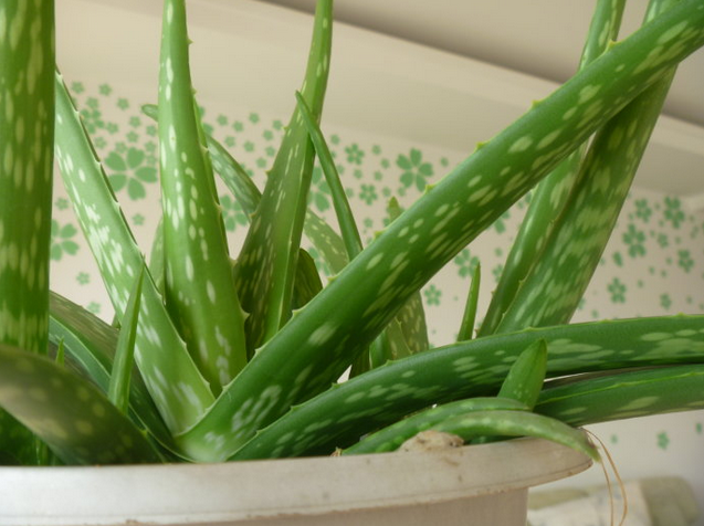 中國蘆薈的養殖方法？中華蘆薈與庫拉索蘆薈的區別？【圖】