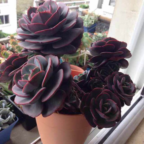 紅粉臺閣的養殖方法？紅粉臺閣和藍粉臺閣的區別？【圖】