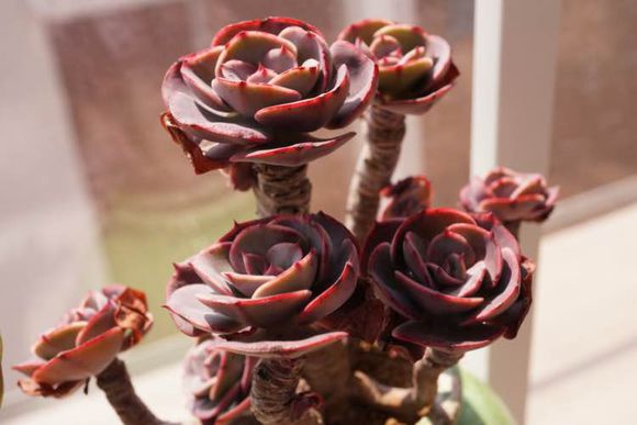 紅粉臺閣的養殖方法？紅粉臺閣和藍粉臺閣的區別？【圖】