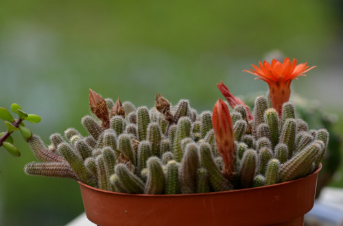 鼠尾掌的養殖方法？鼠尾掌什么條件下開花？【圖】