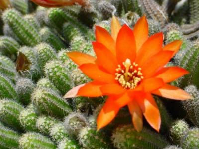 鼠尾掌的養殖方法？鼠尾掌什么條件下開花？【圖】