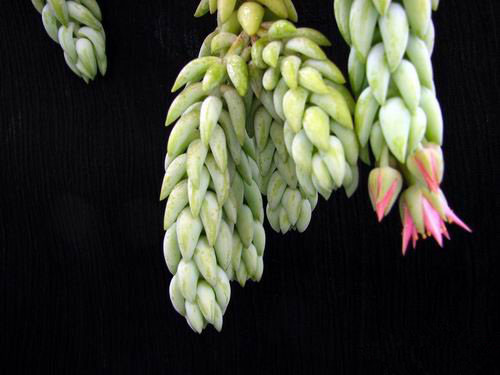 翡翠景天怎么養？翡翠景天的養殖方法？【圖】