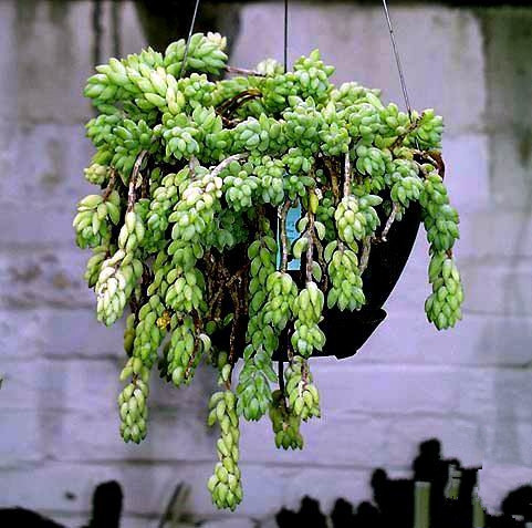 翡翠景天怎么養？翡翠景天的養殖方法？【圖】