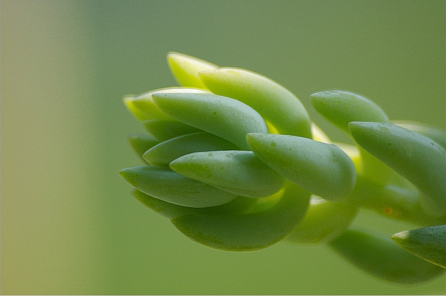 翡翠景天怎么養？翡翠景天的養殖方法？【圖】