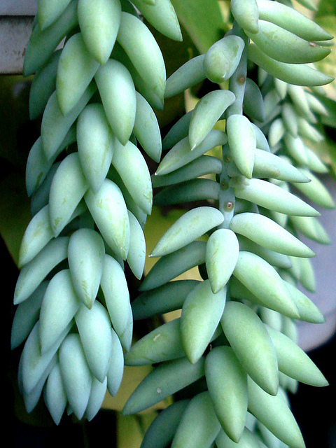 翡翠景天怎么養？翡翠景天的養殖方法？【圖】