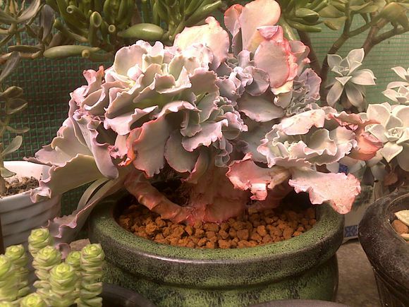 高砂之翁怎么養？高砂之翁怎么澆水？【圖】