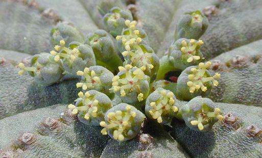 布紋球怎么養？布紋球怎么澆水？【圖】