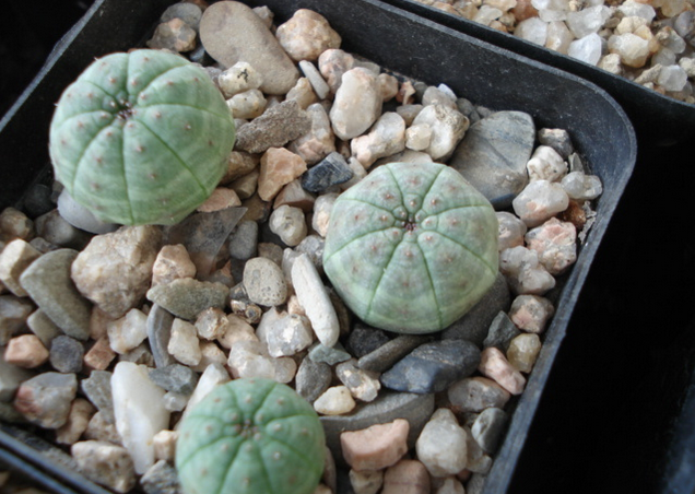 布紋球怎么養？布紋球怎么澆水？【圖】