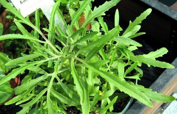 伽藍菜怎么養？伽藍菜功效與作用？【圖】