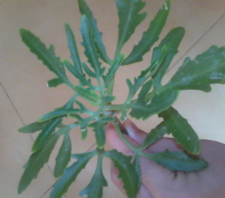 伽藍菜怎么養？伽藍菜功效與作用？【圖】