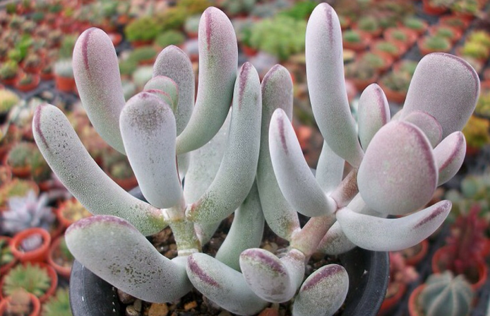 多肉植物福娘的養殖方法？福娘怎么養？福娘圖鑒？【圖】