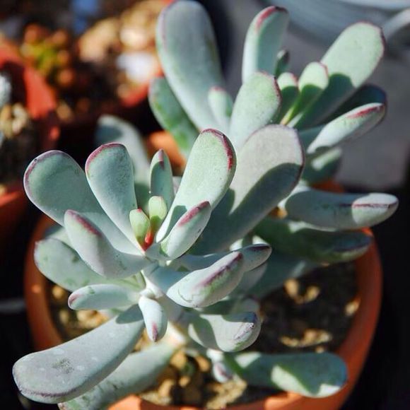 多肉植物福娘的養殖方法？福娘怎么養？福娘圖鑒？【圖】