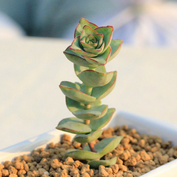 星王子的養(yǎng)殖方法？星王子和錢串的區(qū)別？【圖】