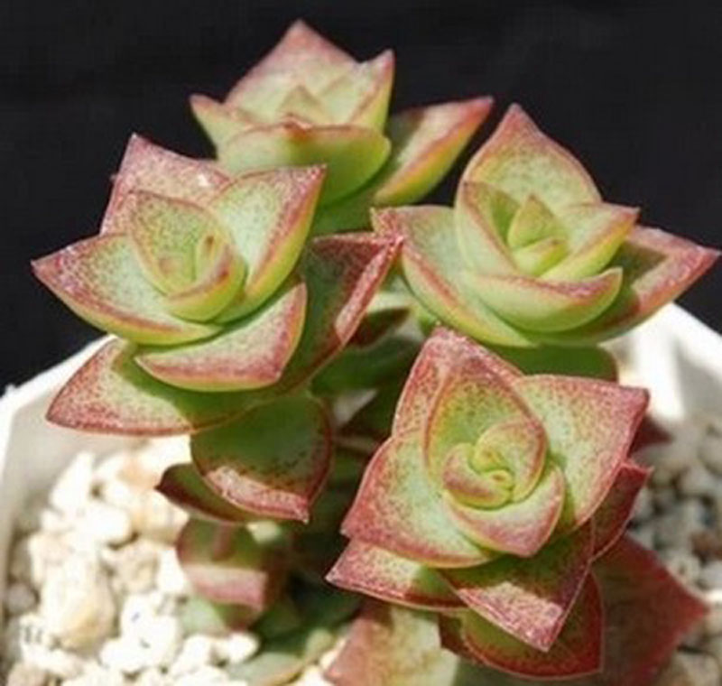 星王子的養(yǎng)殖方法？星王子和錢串的區(qū)別？【圖】