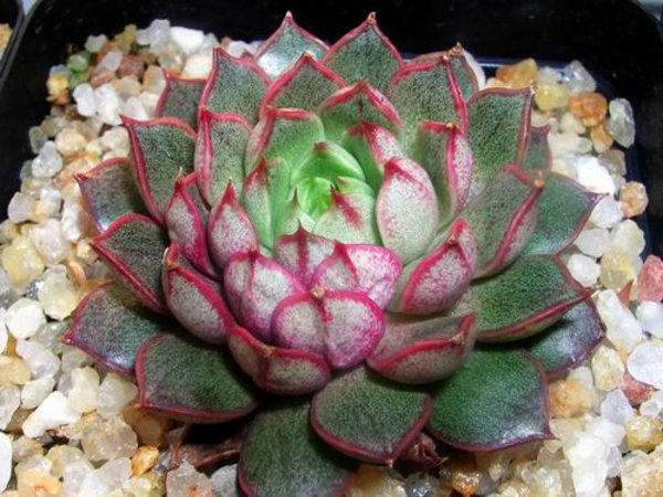 小和錦的養殖方法？小和錦和大和錦的區別？【圖】