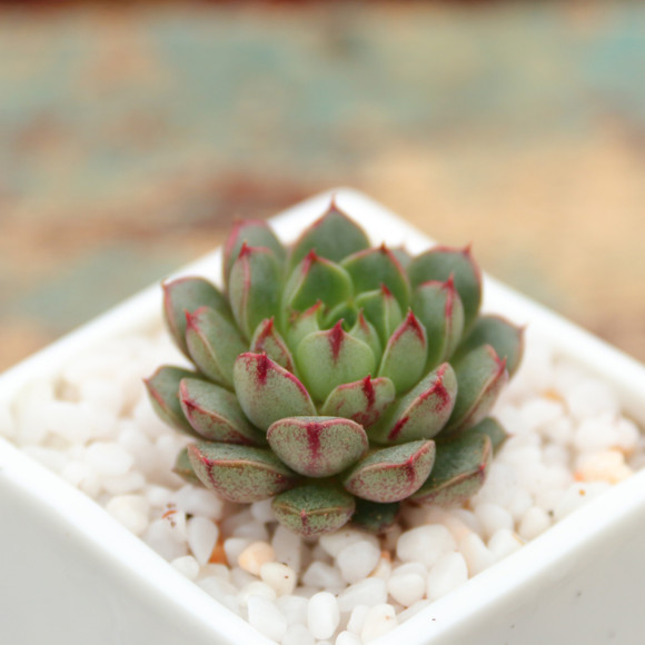 小和錦的養殖方法？小和錦和大和錦的區別？【圖】