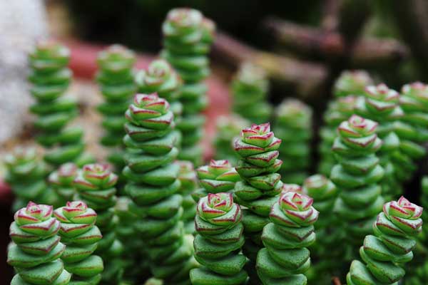 星乙女怎么養?星乙女的養殖方法和注意事項？【圖】