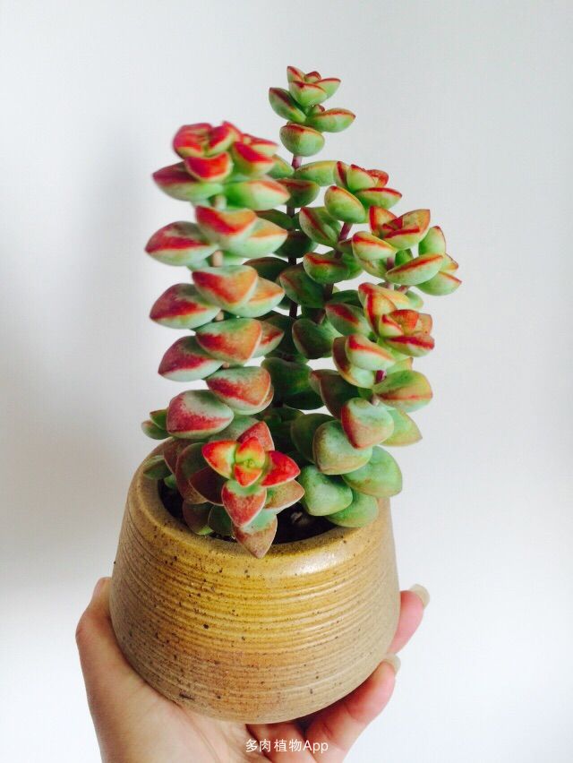 星乙女怎么養?星乙女的養殖方法和注意事項？【圖】