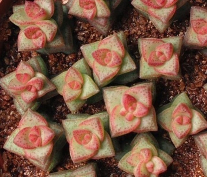 星乙女怎么養?星乙女的養殖方法和注意事項？【圖】