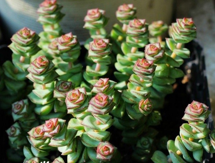 星乙女怎么養?星乙女的養殖方法和注意事項？【圖】