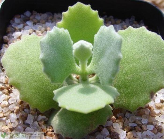 千兔耳怎么養?千兔耳葉插?千兔耳圖片？【圖】