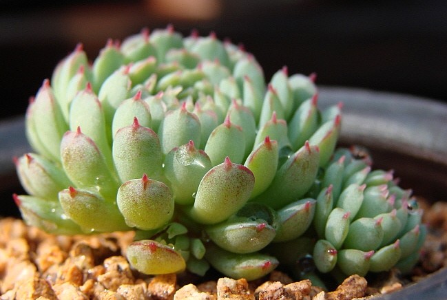 小紅衣多肉植物怎么養(yǎng)?小紅衣葉子化水怎么辦?【圖】