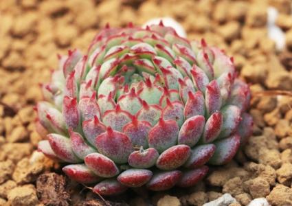 小紅衣多肉植物怎么養(yǎng)?小紅衣葉子化水怎么辦?【圖】